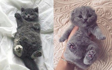 chubby kittens you should be looking at