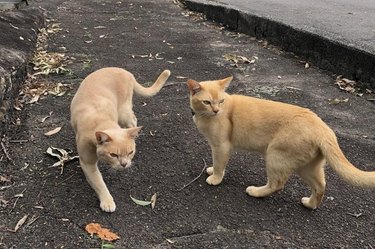 Two large cats on the street