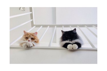 Two cats looking down from a staircase
