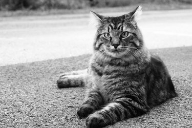 Large striped cat