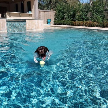 A German shorthair pointer dog is chasing a ball in a pool.