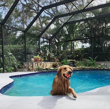 A golden retriever dog is coming out of pool with ball in their mouth.