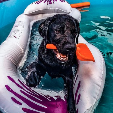 A black labrador retriever dog is on a pool floatie with orange shovel in his mouth.