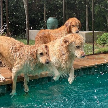 Three golden retrievers jumping into a pool.