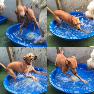 A collage of a dog in a tiny blue pool.
