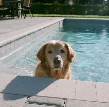 golden retriever sitting in pool