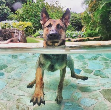 A German shepherd in a pool.