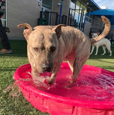 A big dog is standing in a tiny pink pool.