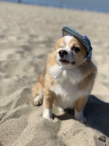 dog wearing hat on beach