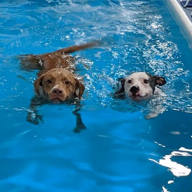 Two dogs are swimming side by side.