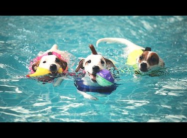 three dogs swimming with balls and toys