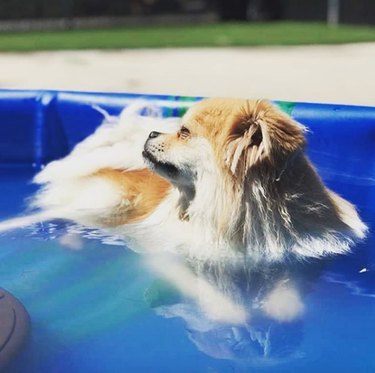 A pomeranian is lounging in a blue kiddie pool.
