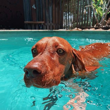 A dog is doing the doggy paddle in a pool.