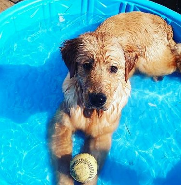 A golden retriever is in a pool with a baseball.