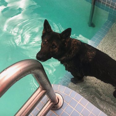 A German shepherd is reluctantly entering pool.