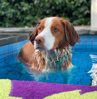A Brittany spaniel is cooling off in pool.