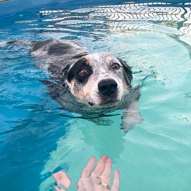 A dog is swimming toward a human's hand.