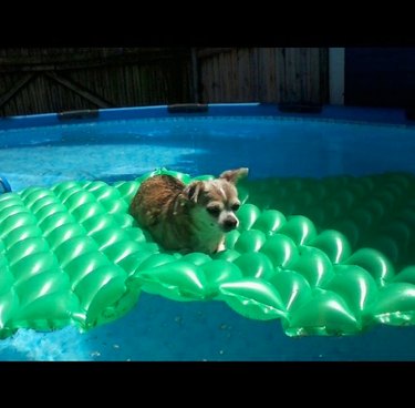 A chihuahua is on a green pool floatie.