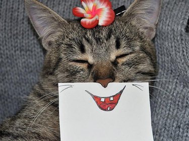 cat with cartoon mouth