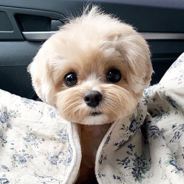 A small wide-eyed puppy is in a car and looking at the camera.