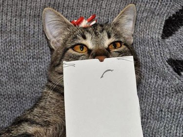cat with cartoon mouth