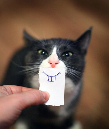 cat with cartoon mouth