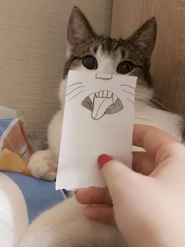 cat with cartoon mouth