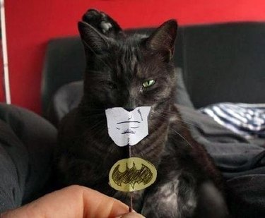 batman cat with cartoon mouth