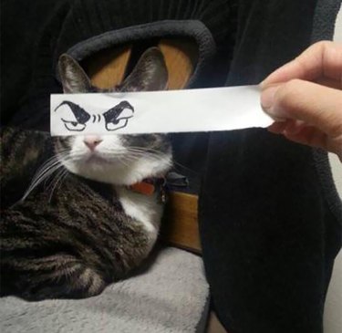 cat with cartoon eyes