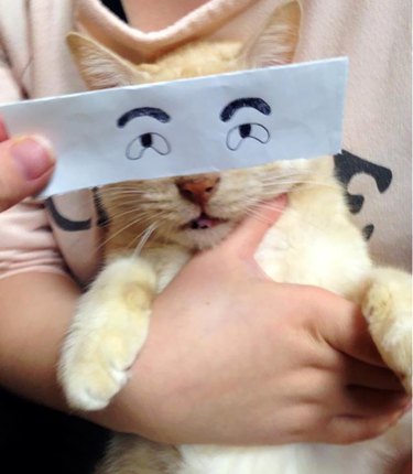 cat with cartoon eyes