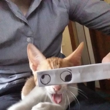 cat with cartoon eyes