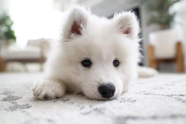 Samoyed puppy resting their head on a white rug.
