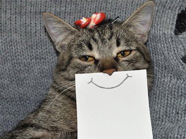 cat with cartoon mouth