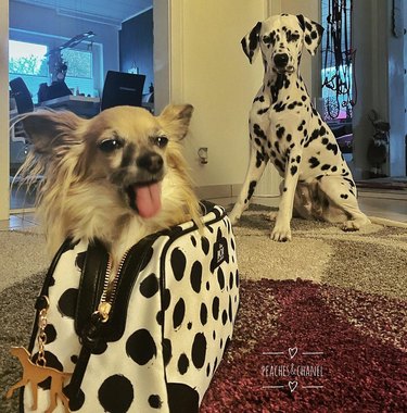 Dalmatian and small dog in Dalmatian-print purse.