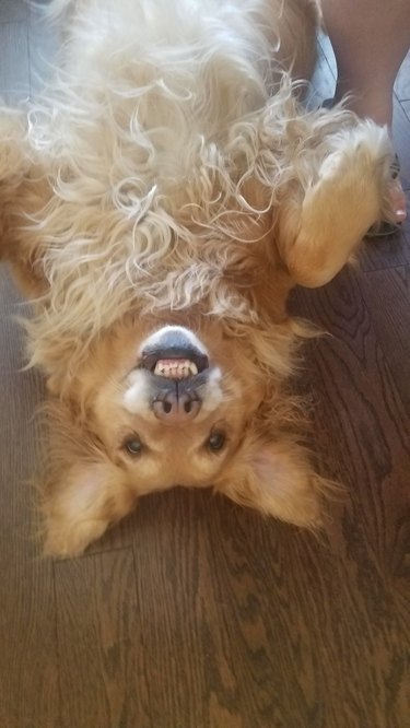 Dog upside down with their teeth bared in a smile.