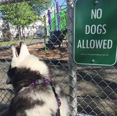 Husky howling next to playground with No Dogs Allowed sign.