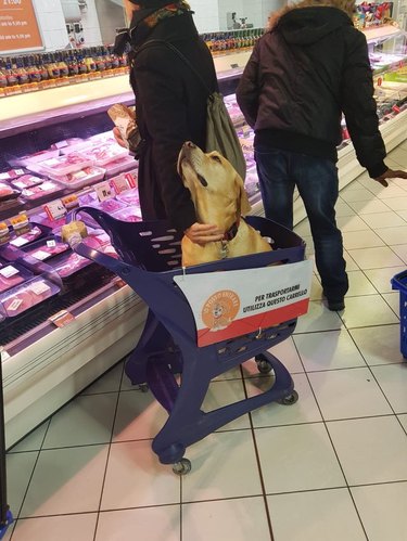 Dog sitting proudly in cart in grocery store.