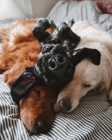 Three dogs cuddling
