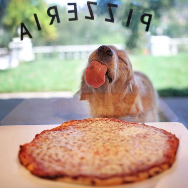 Dog licking window of pizzeria.