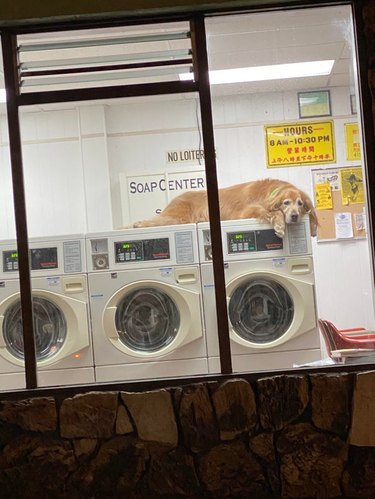 Dog lying on washing machines in laundromat.