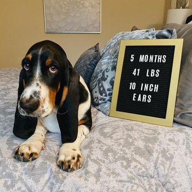 Basset hound puppy next to a sign that says "5 months, 41 lbs, 10 inch ears"