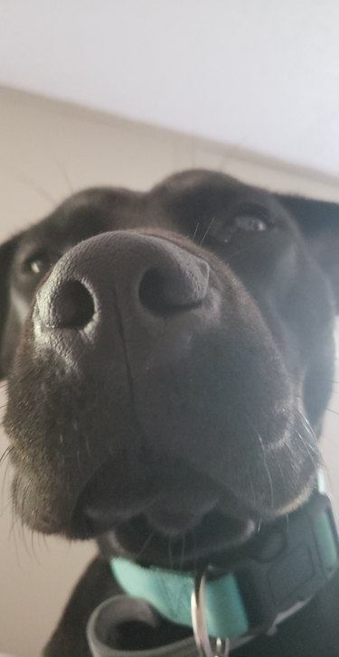 Dog with their nose close to the camera.