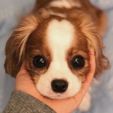 A person is holding puppy's head in their hand.