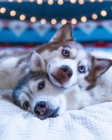 Two huskies cuddling with their heads resting on each other.