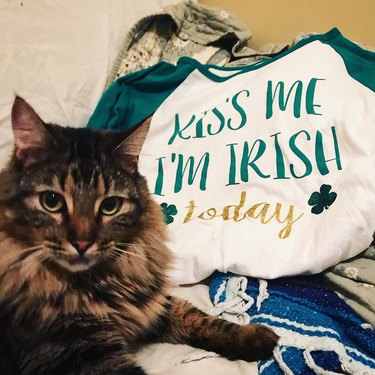 228 Irish Names For Your Cat