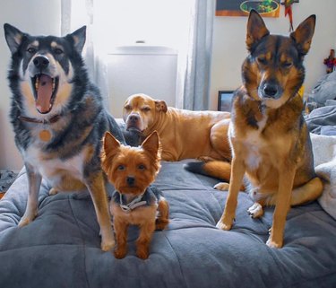 Pet Owners Are Sharing Pictures Of Their Dog Fams And We're Meeeeeeelting