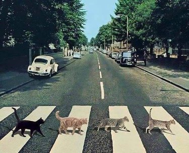 153 Beatles-Inspired Cat Names