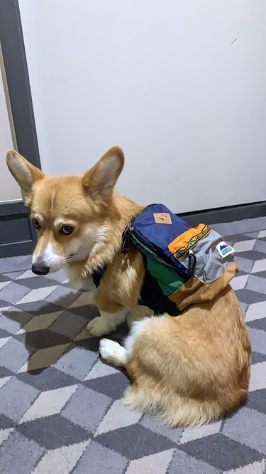 Corgi in a backpack