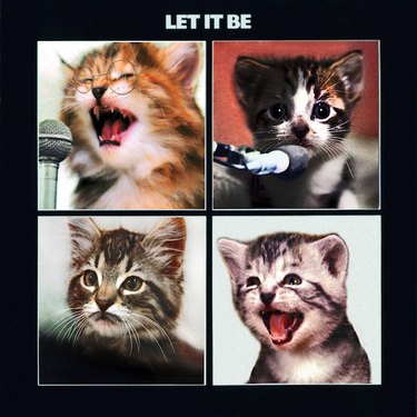 153 Beatles-Inspired Cat Names