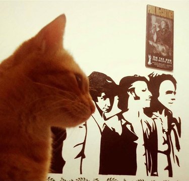 153 Beatles-Inspired Cat Names